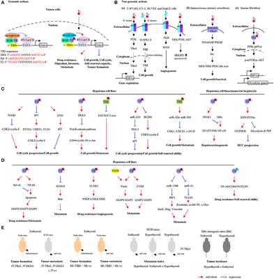 Thyroid Hormone in Hepatocellular Carcinoma: Cancer Risk, Growth Regulation, and Anticancer Drug Resistance